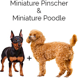 Pinny-Poo Dog